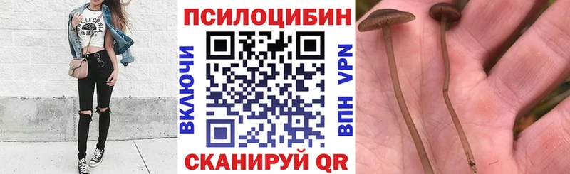 блэк спрут ТОР  Кунгур  Псилоцибиновые грибы Psilocybe 